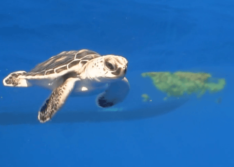 4ocean Sea Turtle Bracelet and Sea Turtle Release