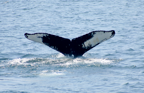 4ocean Whale Adoption - Pepper