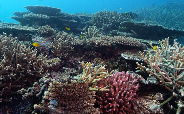 Great Barrier Reef Seascape