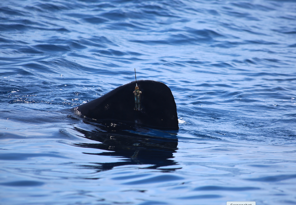 4ocean and Guy Harvey Ocean Foundation Tracking Whale Sharks