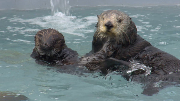 Monterey Bay Aquarium Sea Otter Program Rehabilitation - 4ocean Sea Otter Bracelet