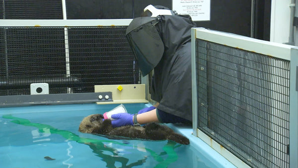 Monterey Bay Aquarium Sea Otter Program Rehabilitation