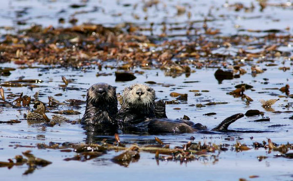 Monterey Bay Aquarium Sea Otter Program Research - 4ocean Sea Otter Bracelet
