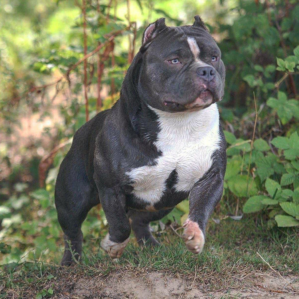 top american bully kennels