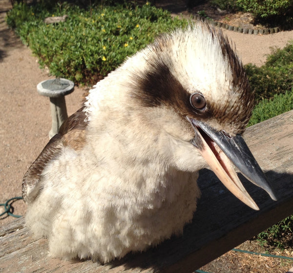 Australian Bird Feeding and Watering Study