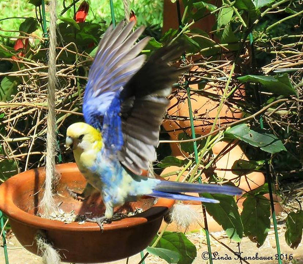 Image from Australian Bird Feeding and Watering Study
