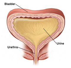 Anatomy of a full bladder showing urethra