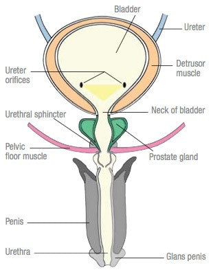 How the Male Bladder Works - Image credit Canadian Continence Foundation