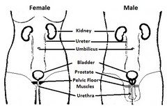 Urinary system - female and male