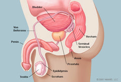 Image credit: WebMD - Side view of the prostate gland