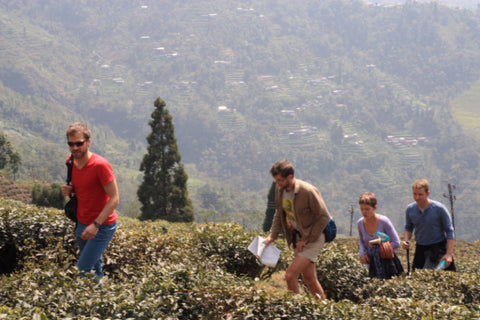 tin container tea storage novel teas darjeeling