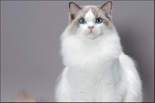 about ragdoll cats