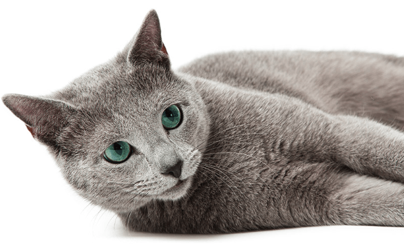 russian blue cat plush