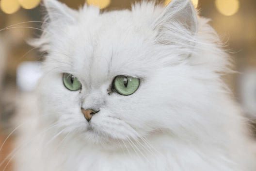 doll face persian cat