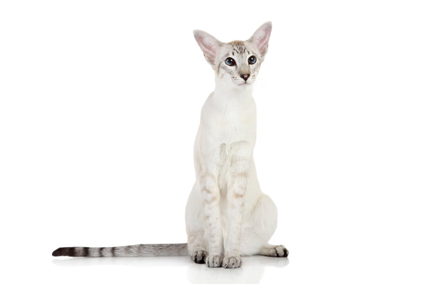 How To Care For Oriental Shorthair Cats Prettylitter