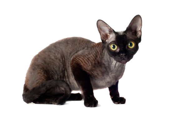 Black Devon Rex Cat