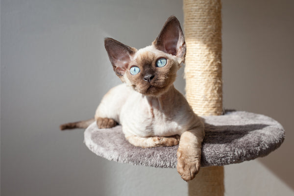 Blue Eyed Devon Rex Cat