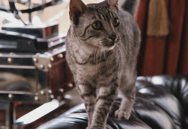 Cat on Couch