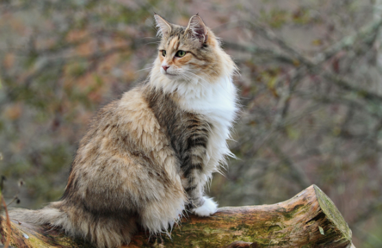 The Viking Cat Norwegian Forest Cat Basics Prettylitter