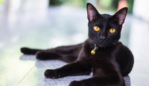 5 Reasons Why Black Cats Make Great Pets Prettylitter