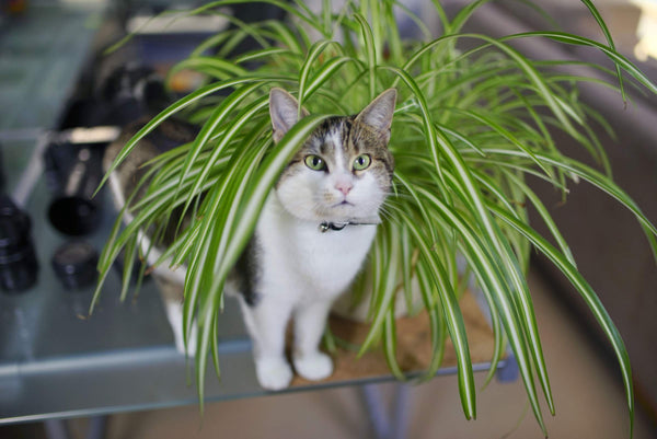 Cat and Spider Plant - PrettyLitter