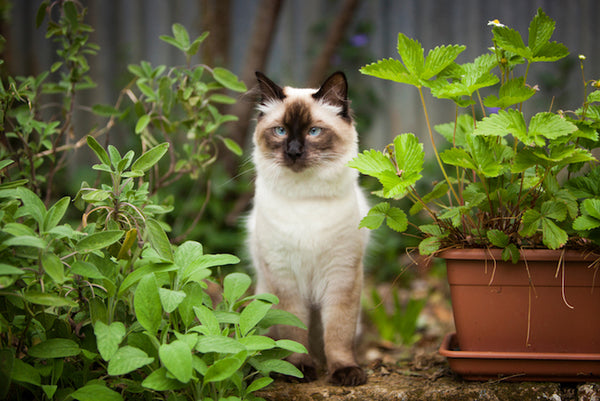 Cat Safe Herbs - PrettyLitter