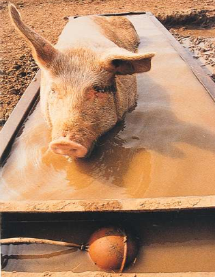 Backflow Prevention Devices - Pig in Water Trough