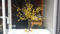 Oil Diffuser Window Display, Live Live & Organic