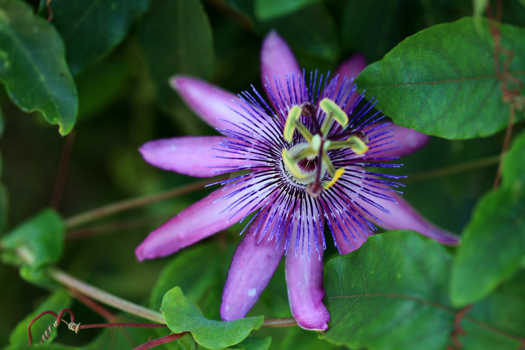 Purple Passion Flower Lili Bermuda 