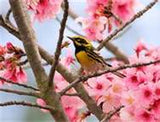 warbler in cherry tree
