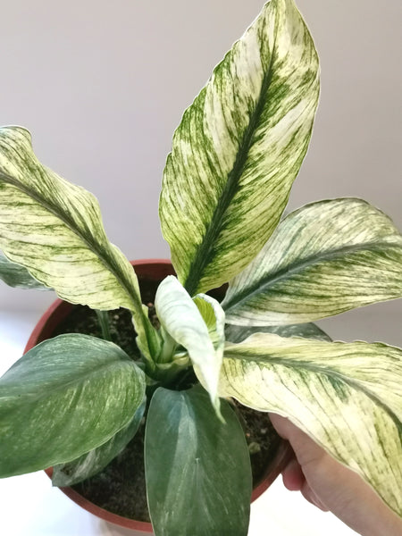 Spathiphyllum Sensation