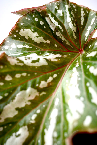 Begonia 'Irian Jaya'