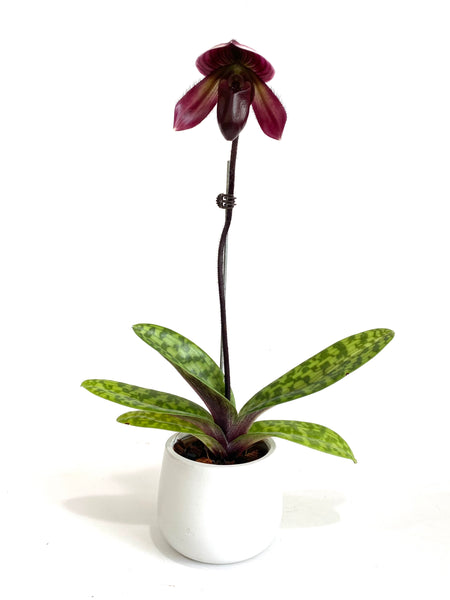 Paphiopedilum Slipper Orchid - Mother's Day Promo