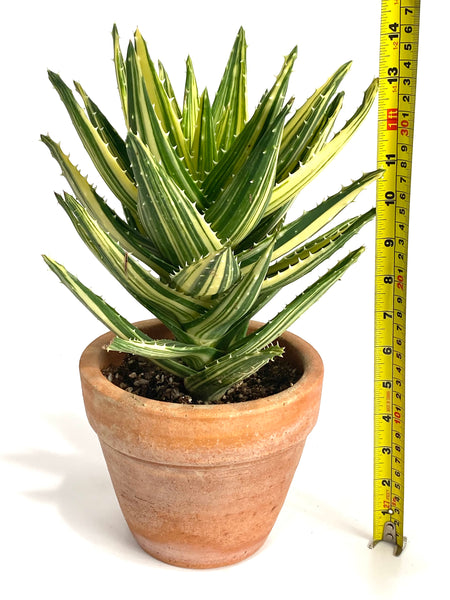 Aloe Mitriformis Variegata