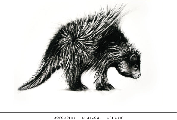 Tori Stowe Artist Porcupine Charcoal