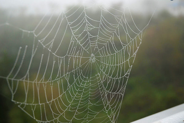 Evicting spiders from your Pizzeria Pronto