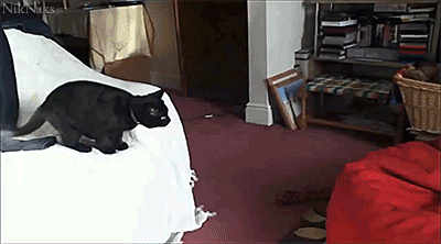 Funny Cats of the week