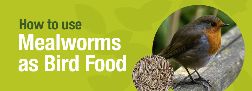 how to use mealworms as bird food