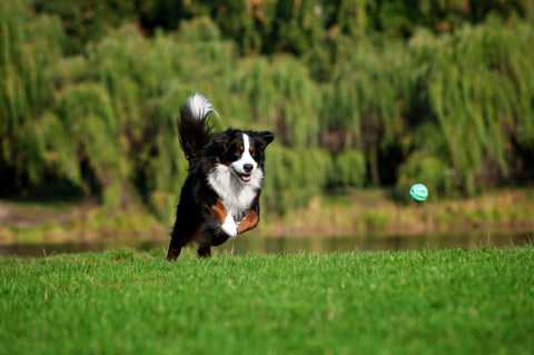 Your dog can stay active with Lloyd and Lucy's Pet Supplies' joint care supplements for dogs.