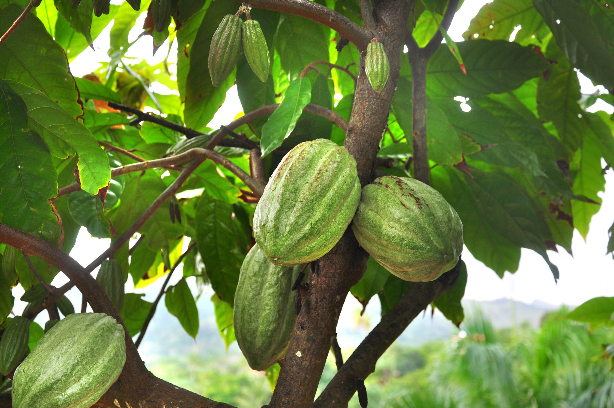 Cacao plant