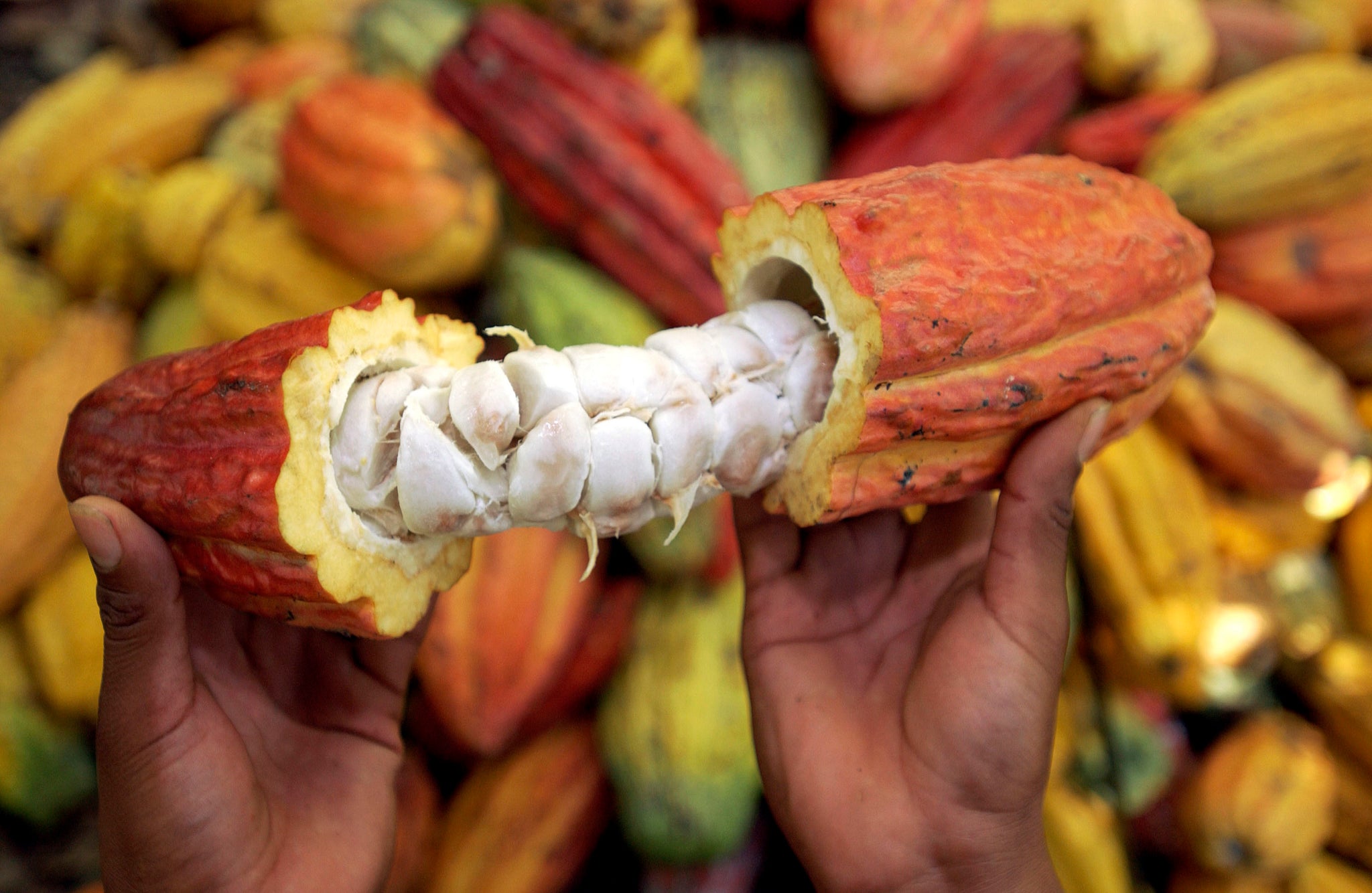 Cacao plant