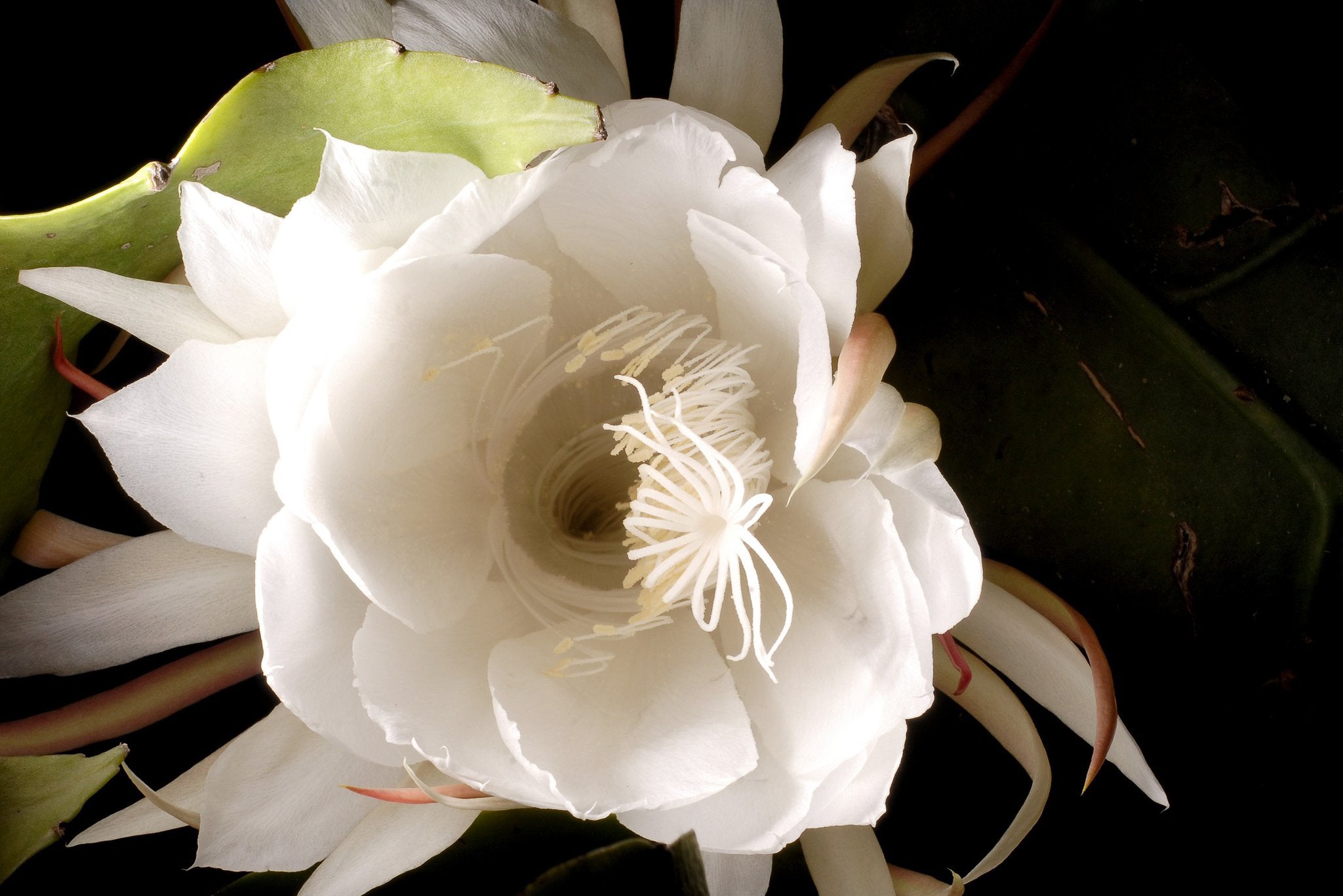 Cereus