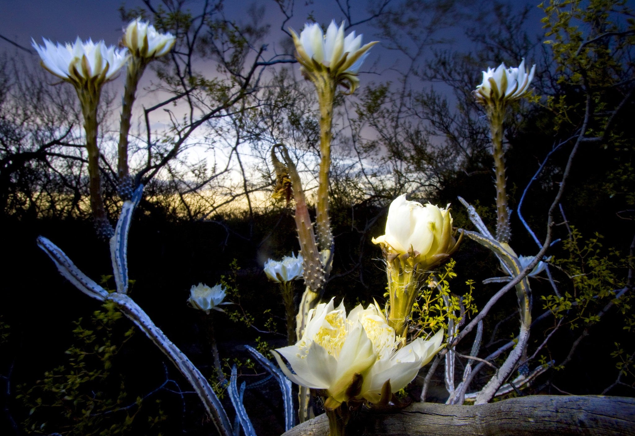 Cereus