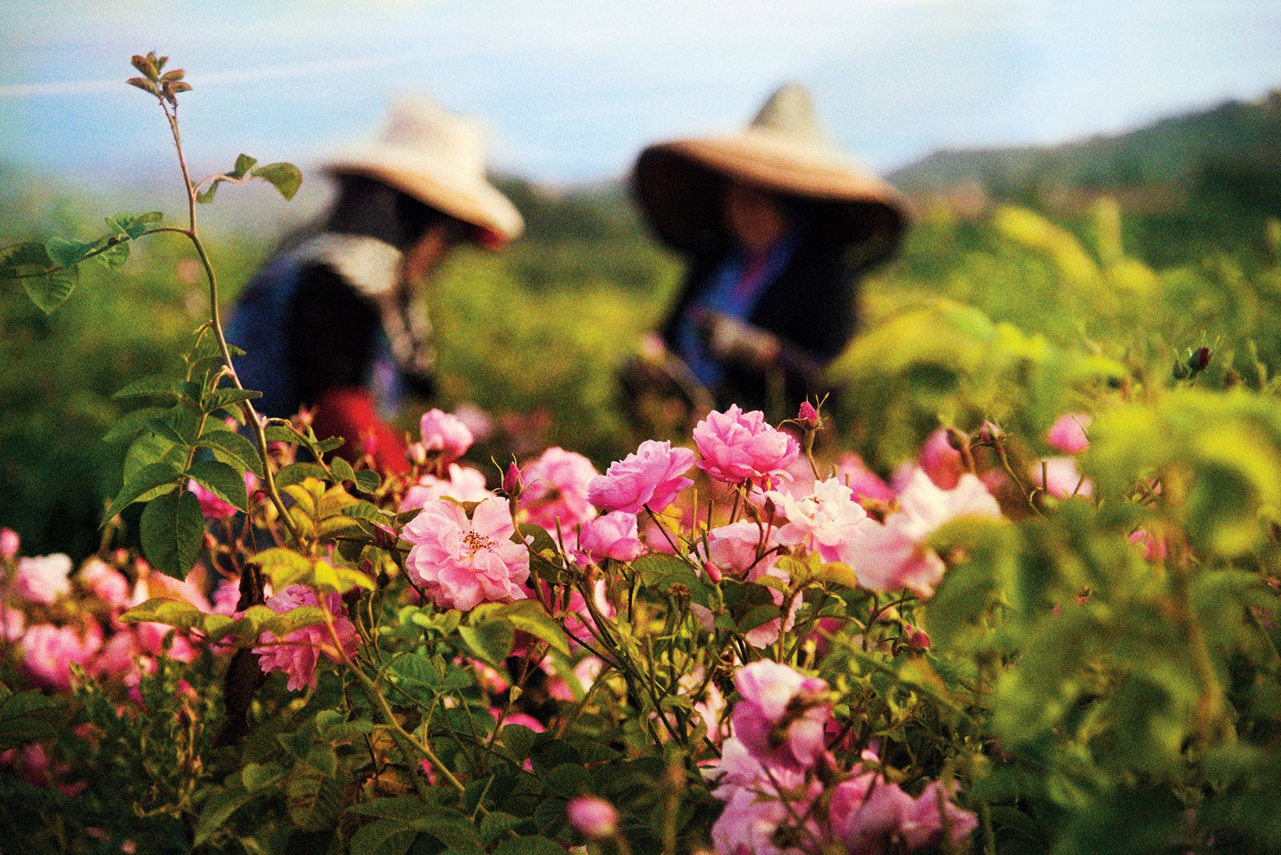 Rose De Mai Harvest