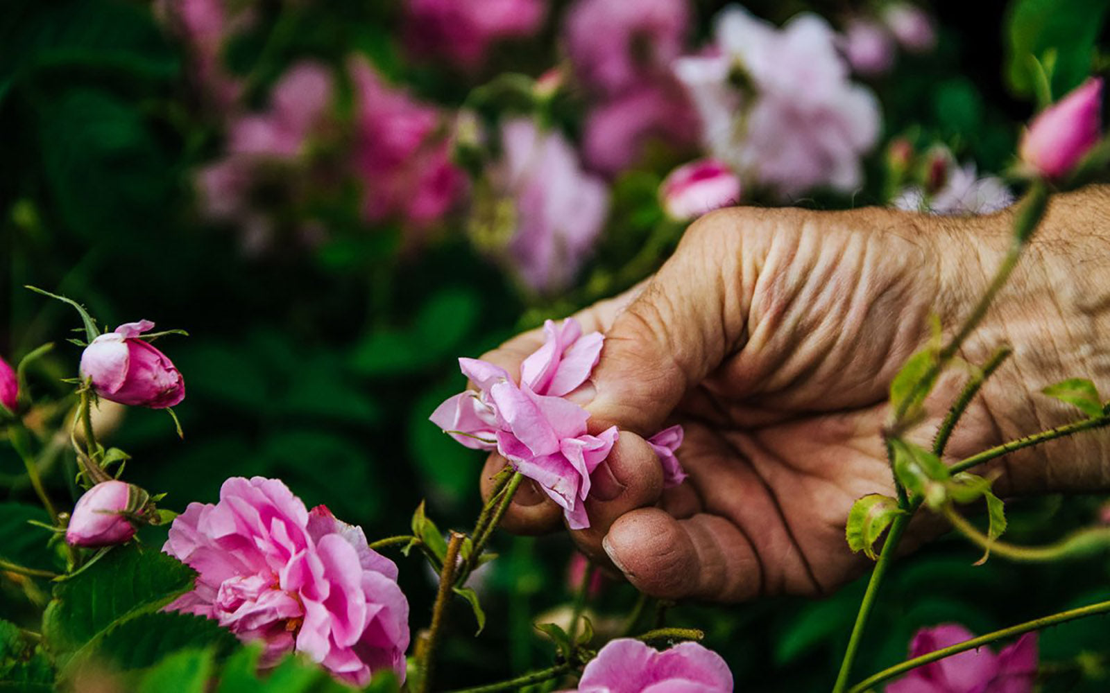 Rose De Mai Harvest