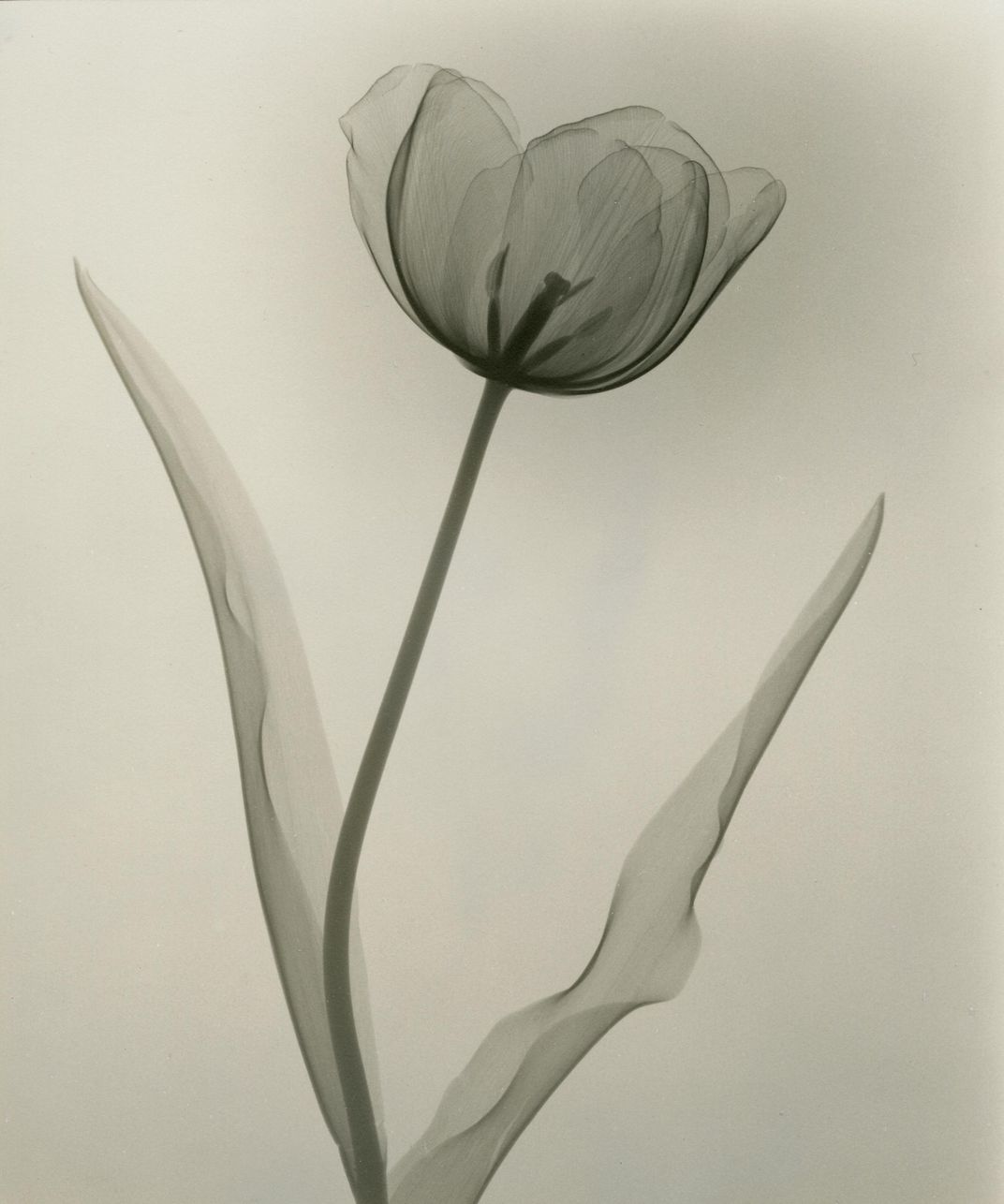 Flower drawing