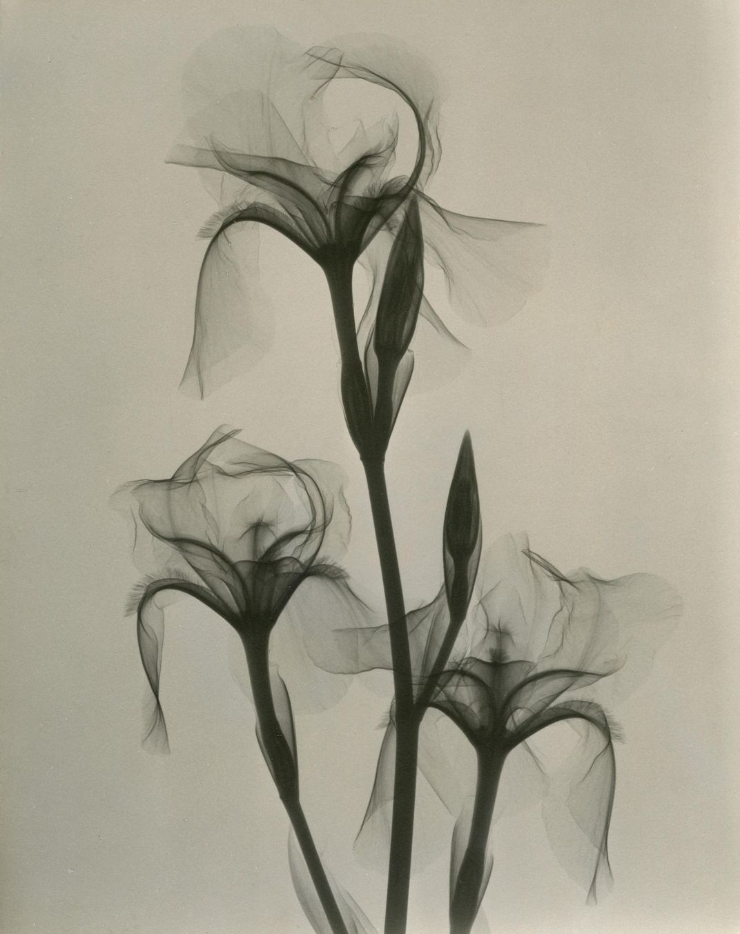 Flower drawing