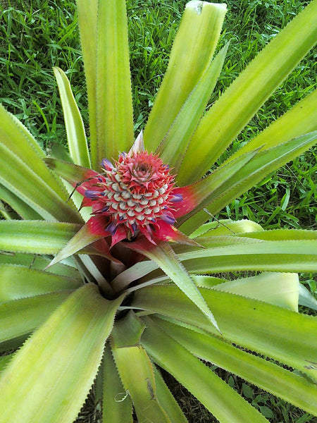 A blooming pineapple plant. 