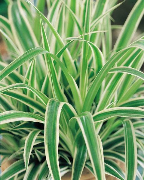 Spider plant