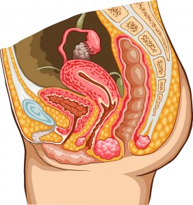 Female Reproductive System